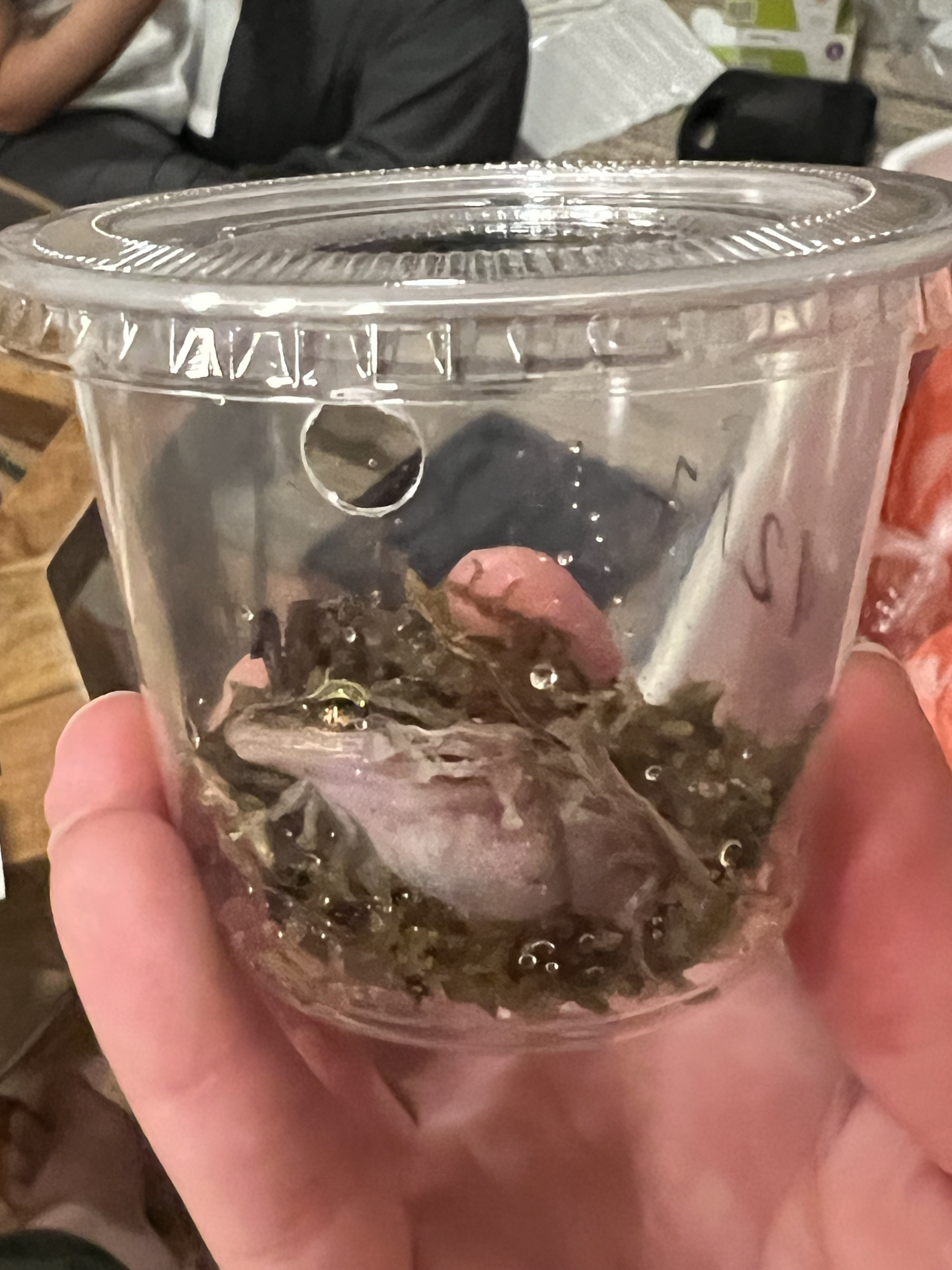 Coqui frog inside deli cup